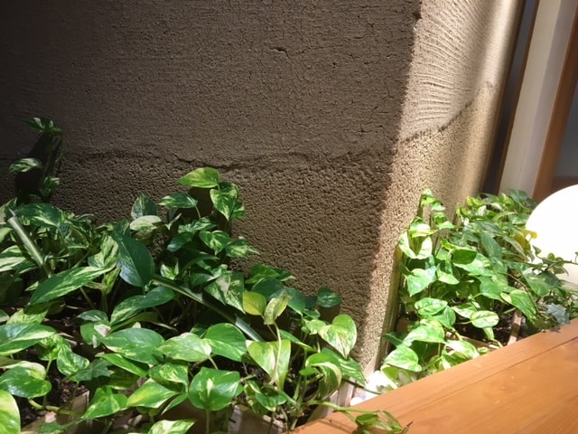 冬のお部屋は観葉植物で節約乾燥対策 駿河屋 自然素材 天然素材を使った注文住宅 リノベーション フルリフォーム 健康住宅なら東京都墨田区の駿河屋